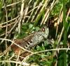 Chorthippus sp.